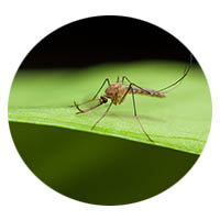 Waconia mosquito control