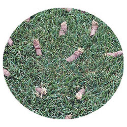 Waconia spring touch aeration and seeding